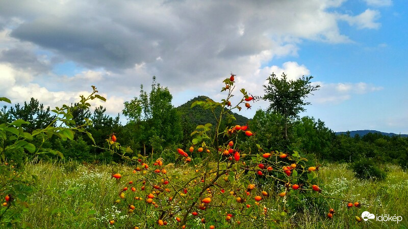 Csipkebogyóval