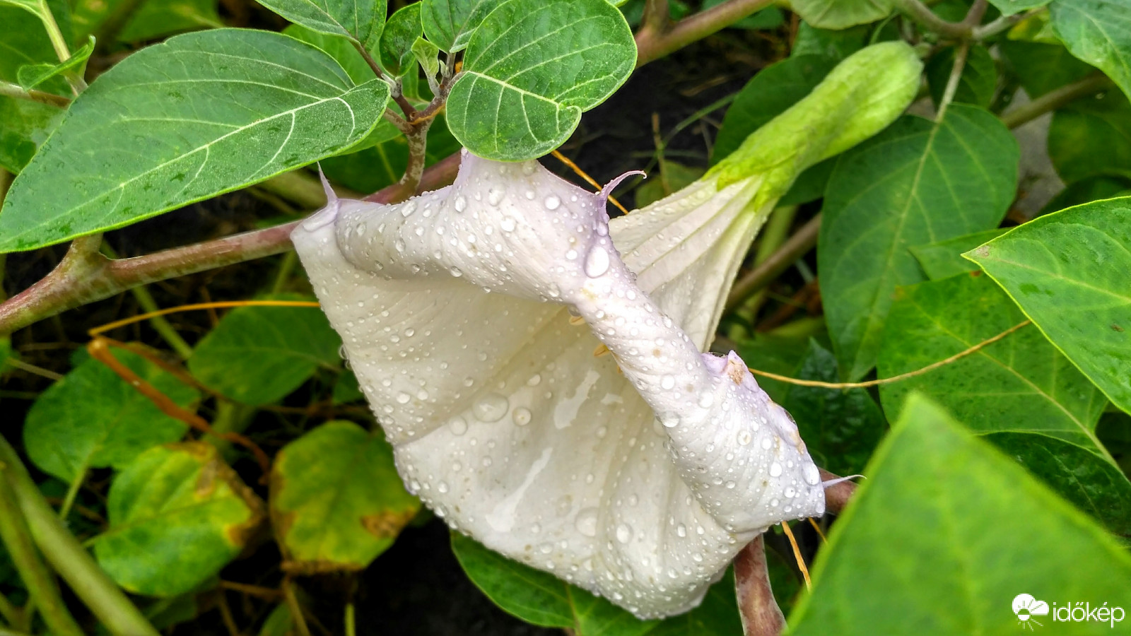 Eső után