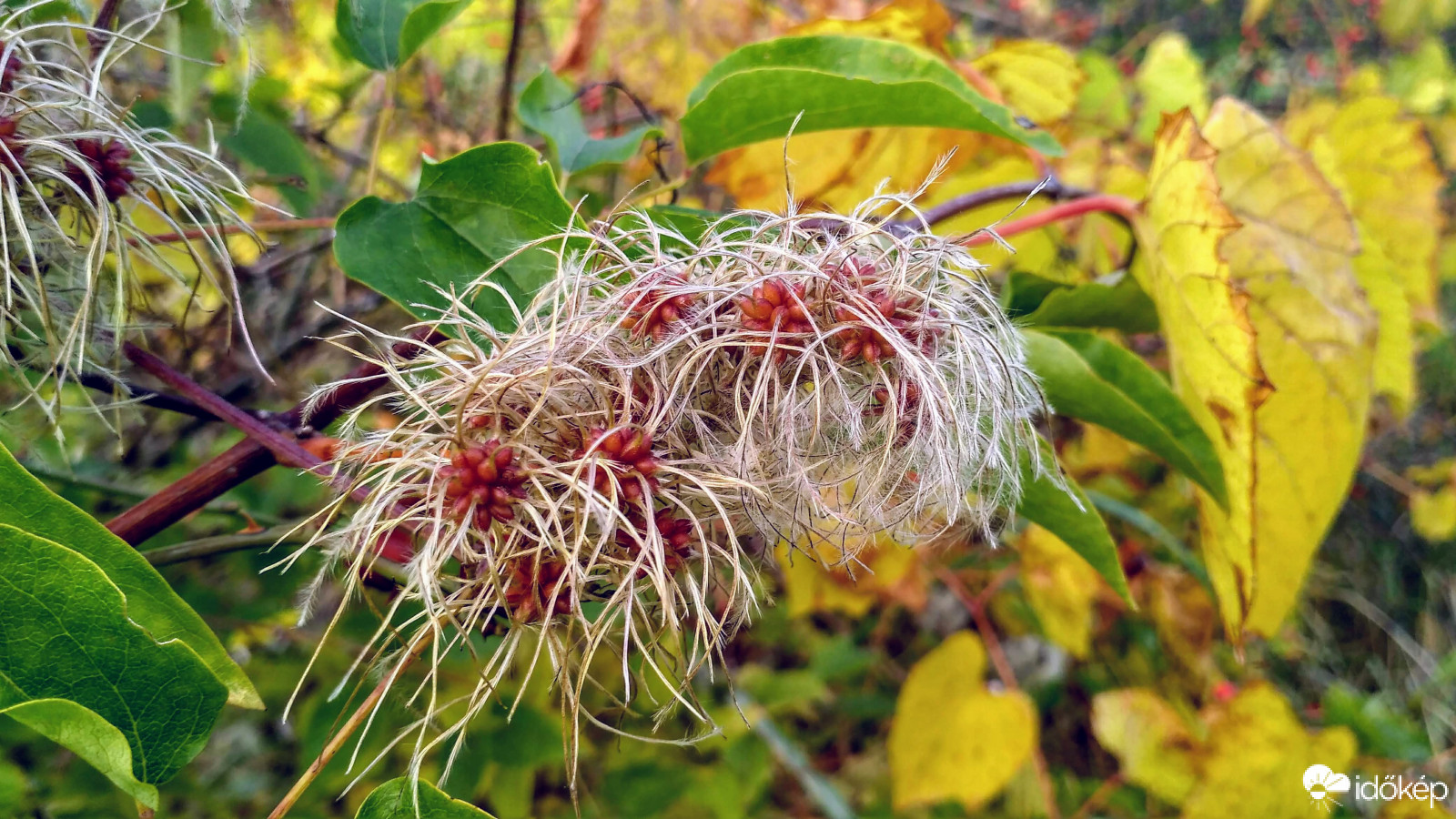 Clematis