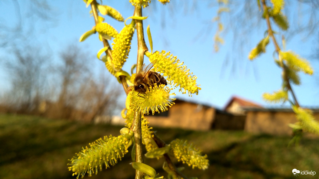 Gyűjtögető