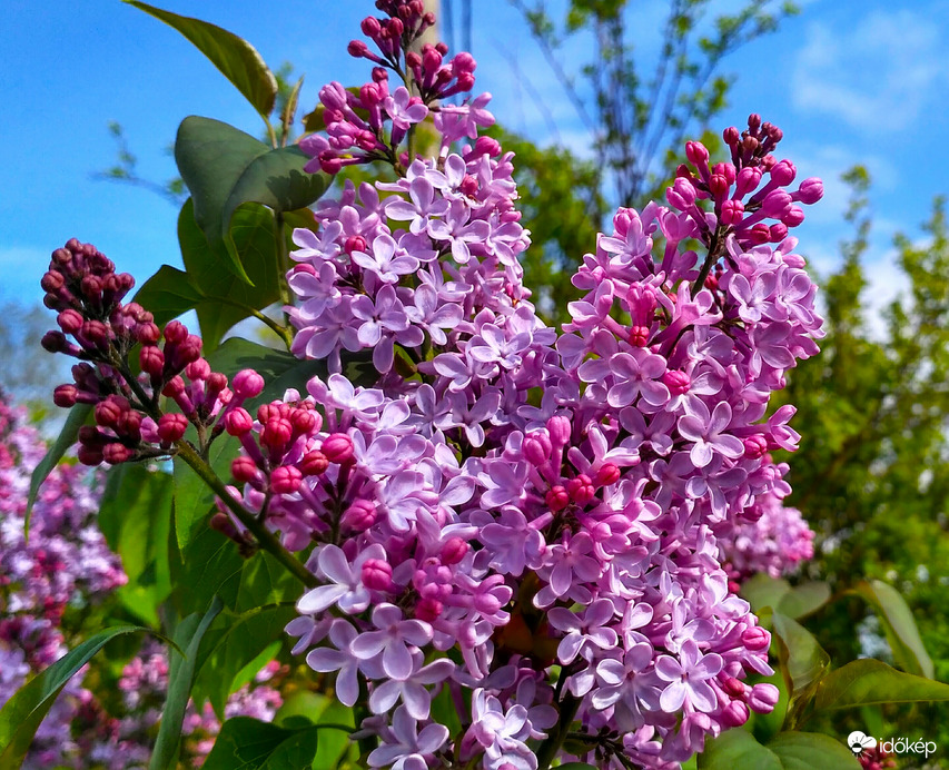 Orgona virágzás