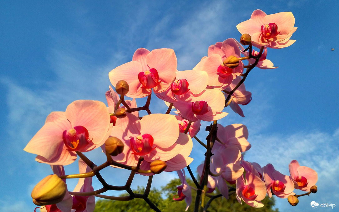 Orchidea