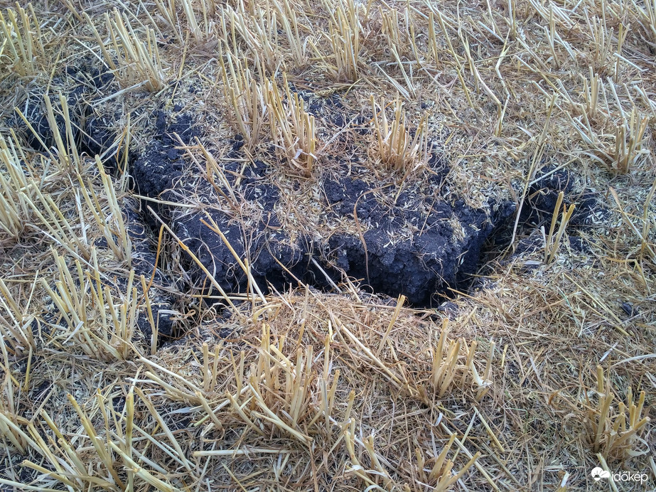 Aszály a Jászságban aratás után