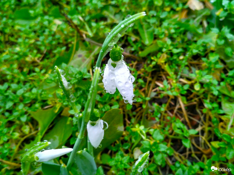 Egy csepp,két csepp...
