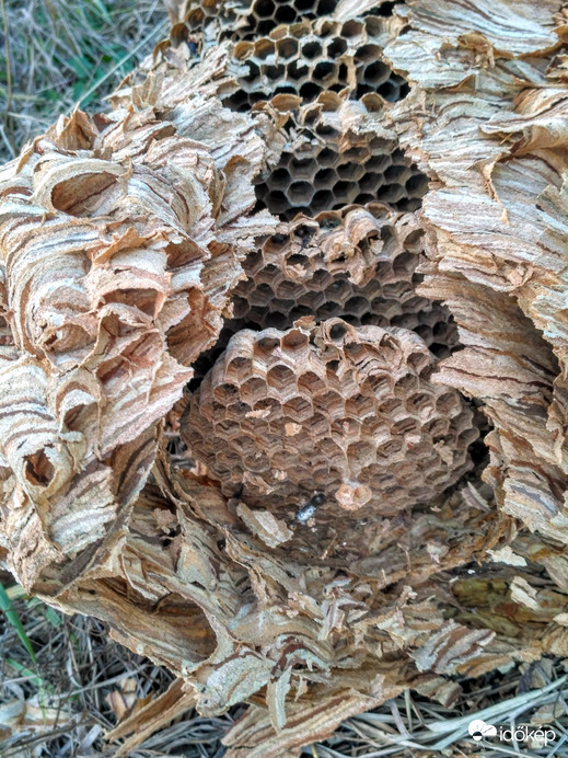 Emeletes építkezés /Lódarázs/