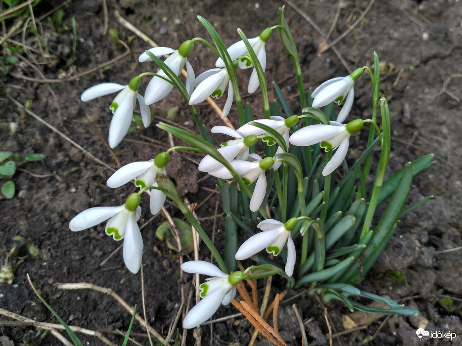 Erős, nyugati szélben hajladozók