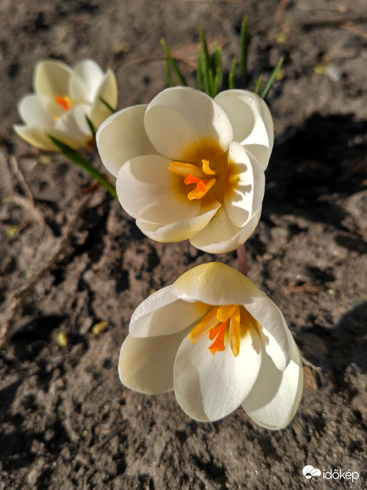 Kinyílt az első kókusz 