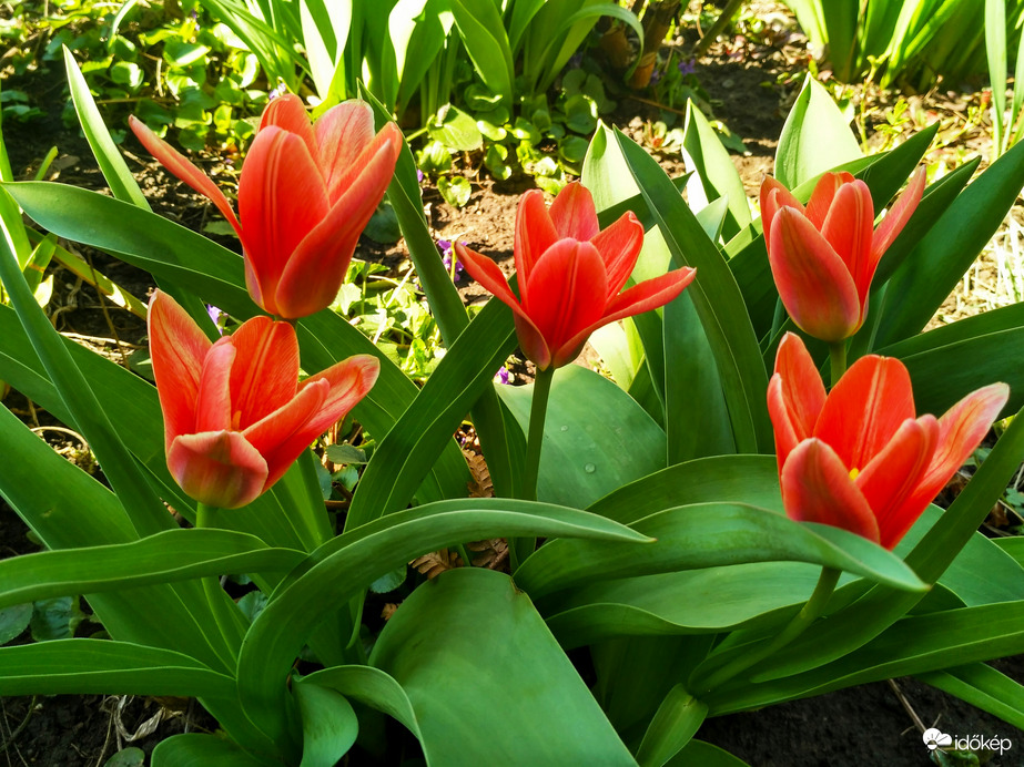 Botanikai tulipánok árnyékban