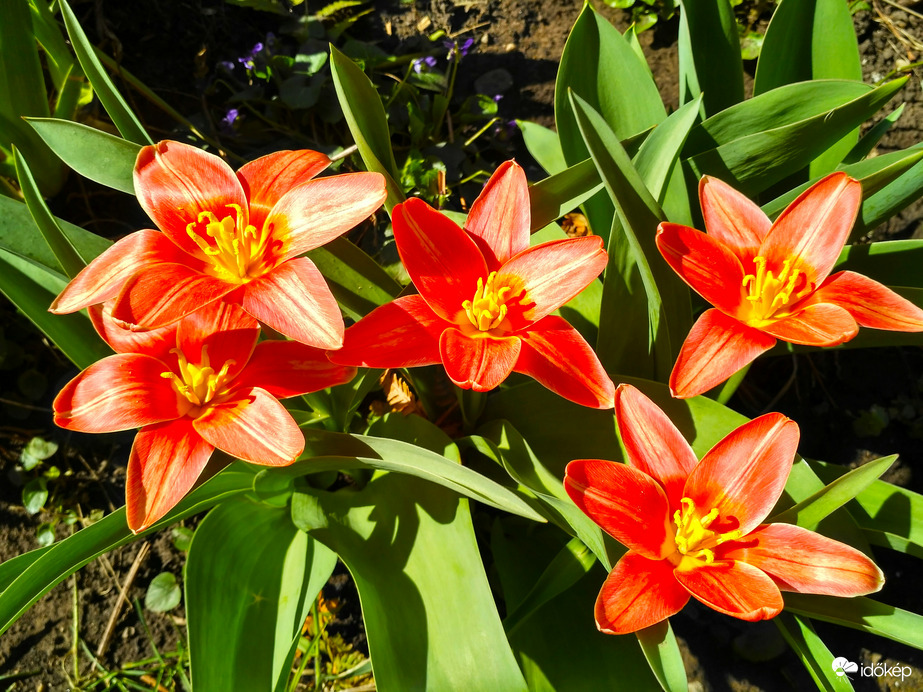 Botanikai tulipánok napfényben
