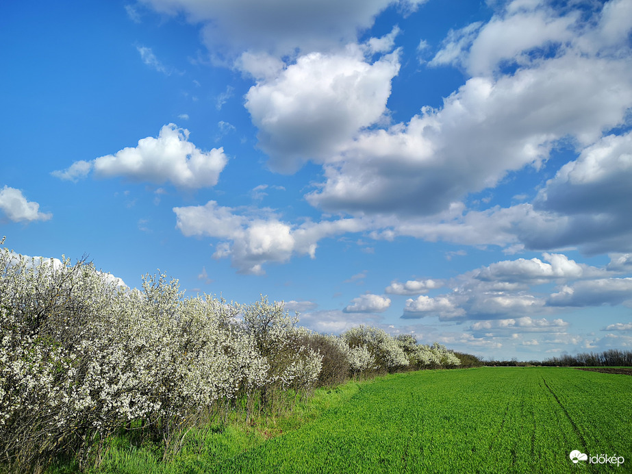 Kökény bokrok virágzása