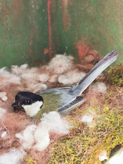 Széncinege költözött a postaládába.