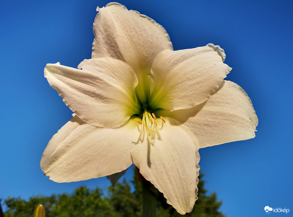 Hófehér amarillisz