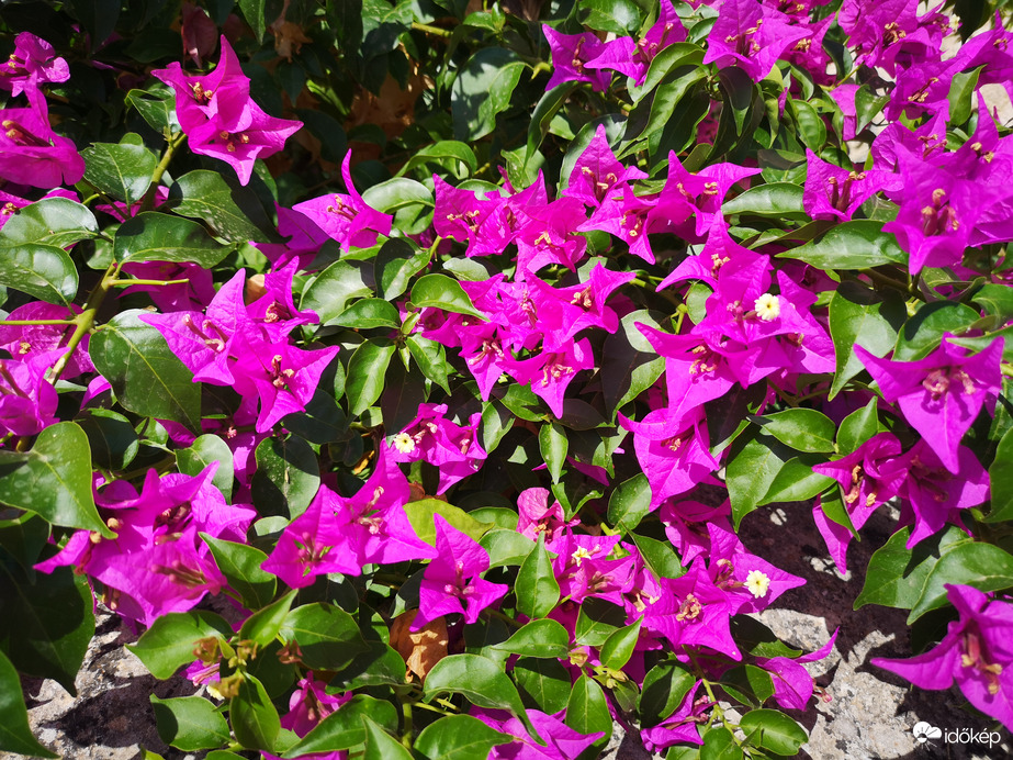 Bougainvillea