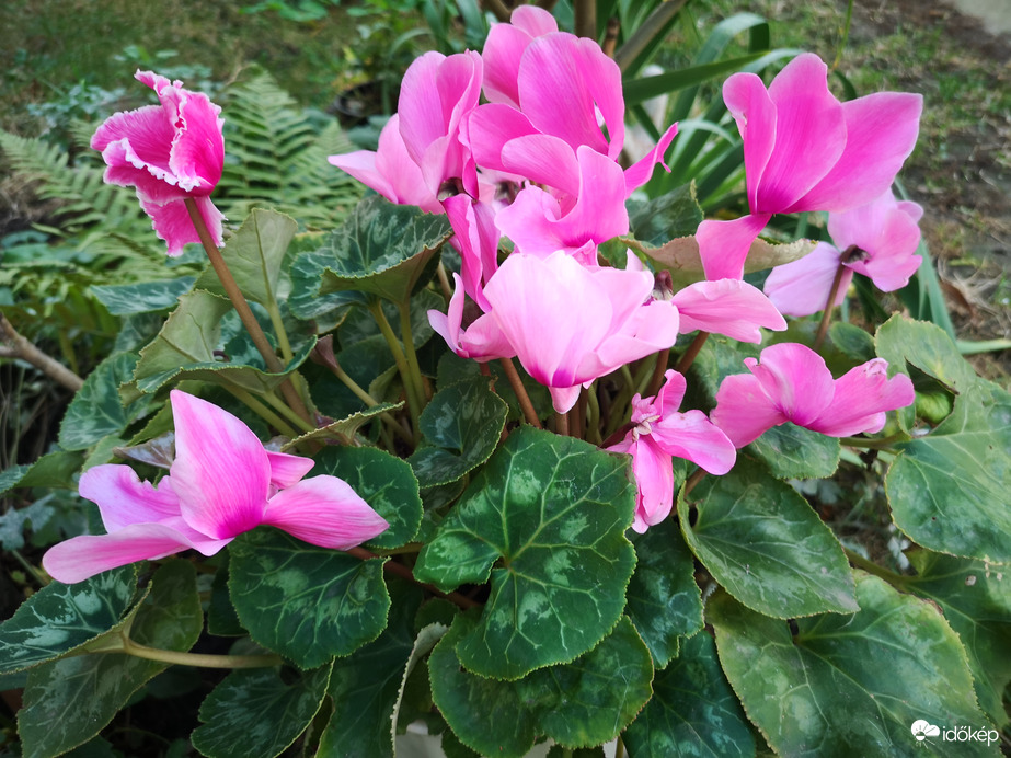Ciklámen 