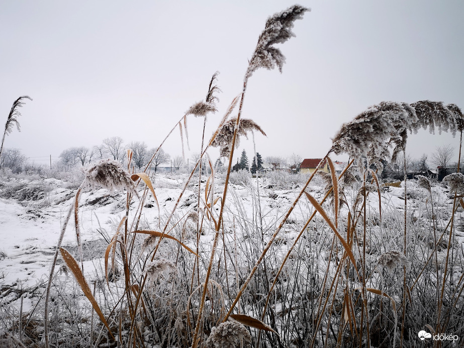 Egész nap köd és zúzmara