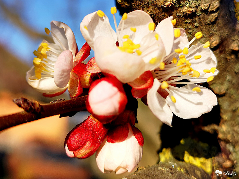 Magyar kajszi virág