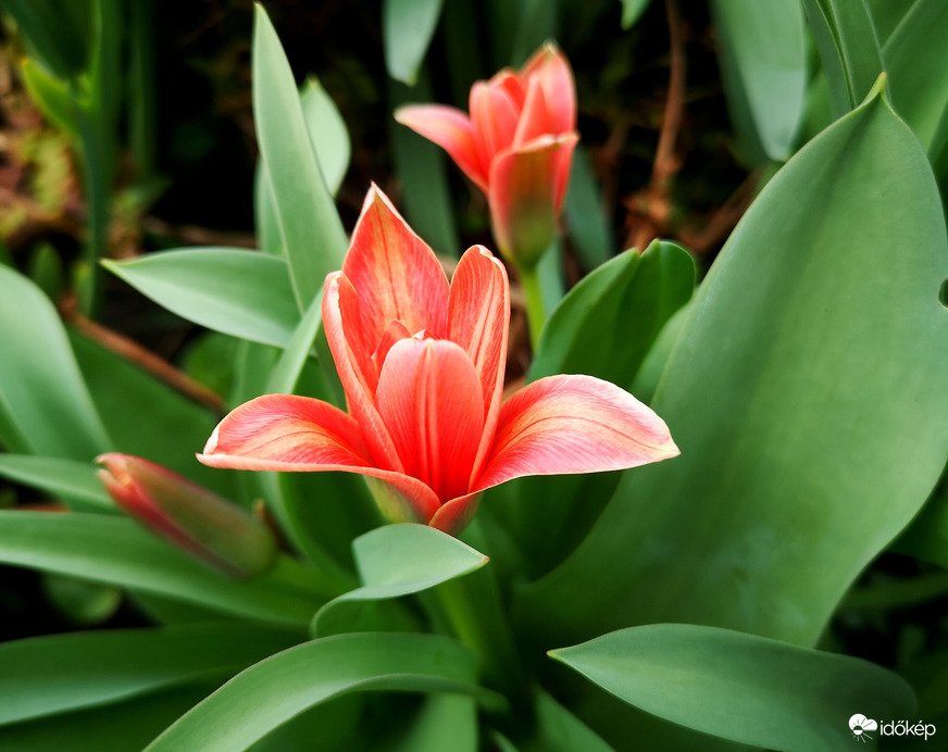 Nyílik a botanikai tulipán 