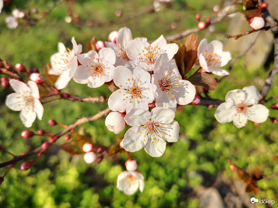 Nyílik a vérszilva