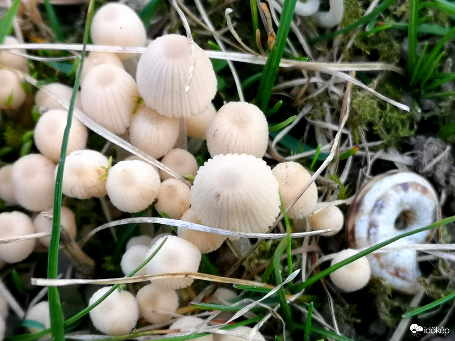 Előbújtak a gombák