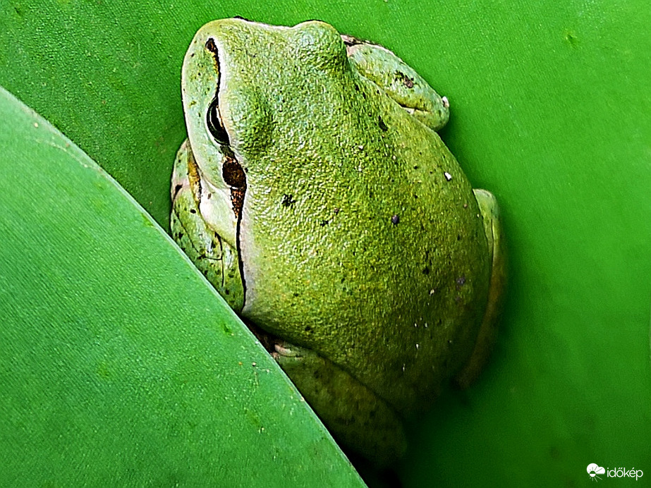 Zöld levelibéka a tulipánon