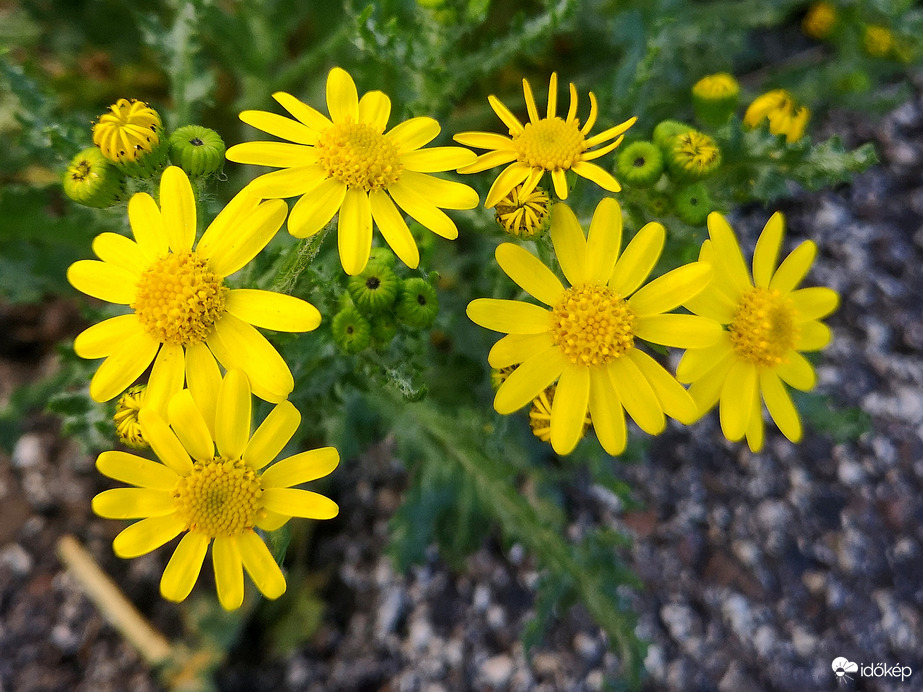 Járda mellett nyíló