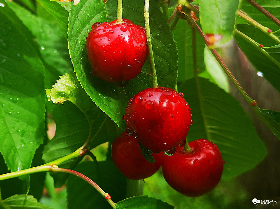 Érik a cseresznye