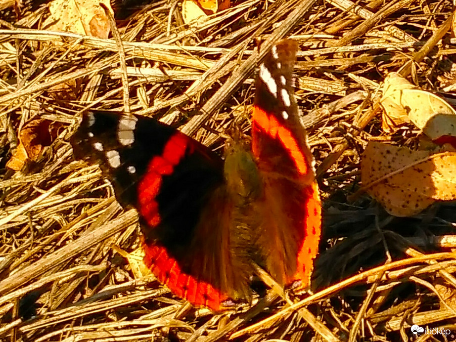 Atalanta lepke