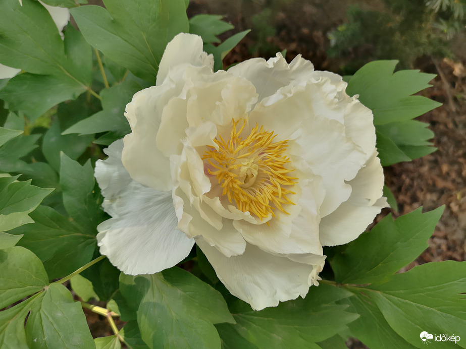 Hófehér bazsarózsa 