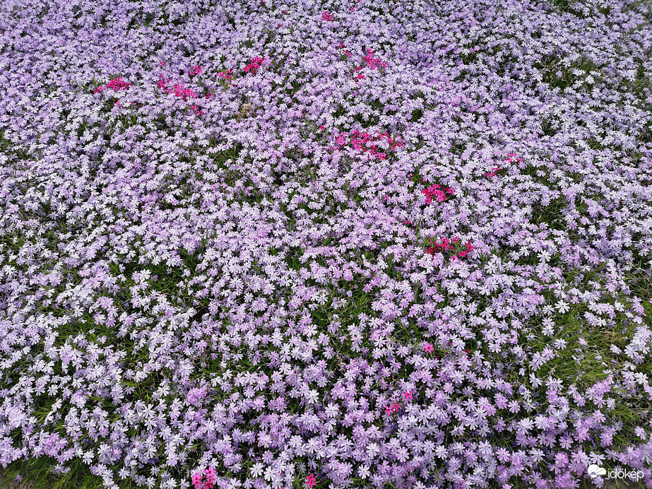 Tengernyi kis virág 