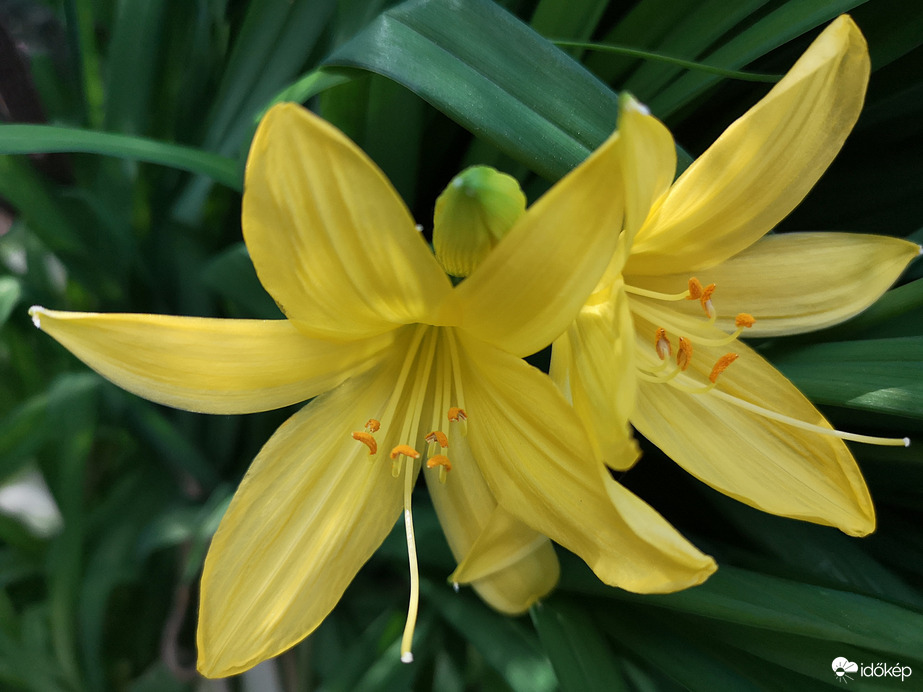 Az a sárga liliom