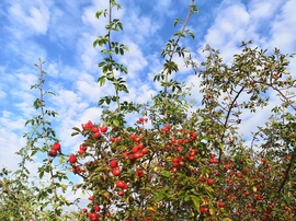 Piros bogyók, kék ég