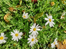 Margaréták az őszi avarban