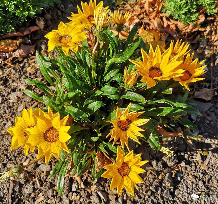 Pompás záporvirág