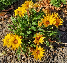 Pompás záporvirág