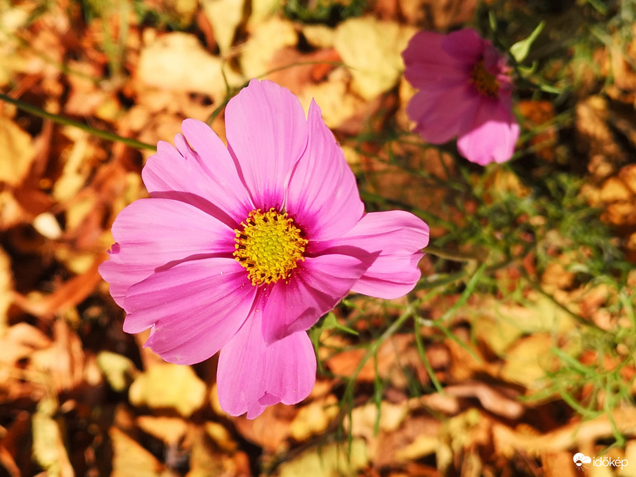 Rózsaszín pillangóvirág