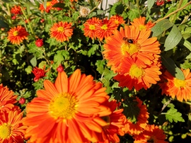 Nektárt gyűjtő méh