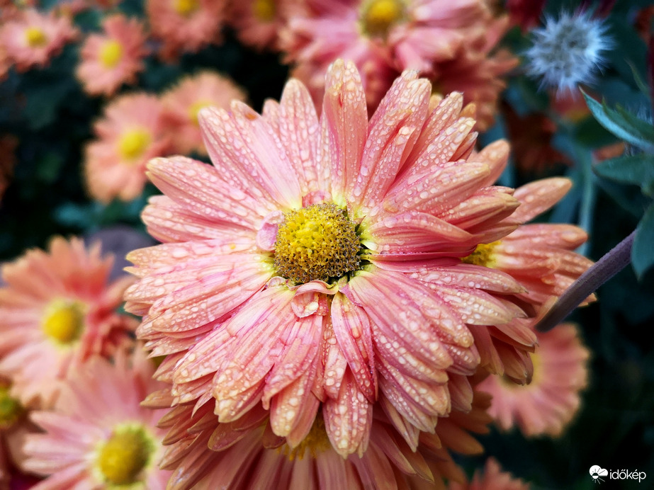 A természet ékszerei