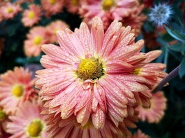 A természet ékszerei