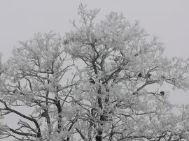 Ködös, zúzmarás időben 
