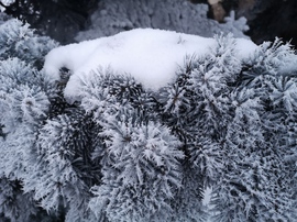 Dér borította ágak