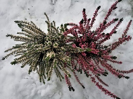 A nagy túlélő : Erika 