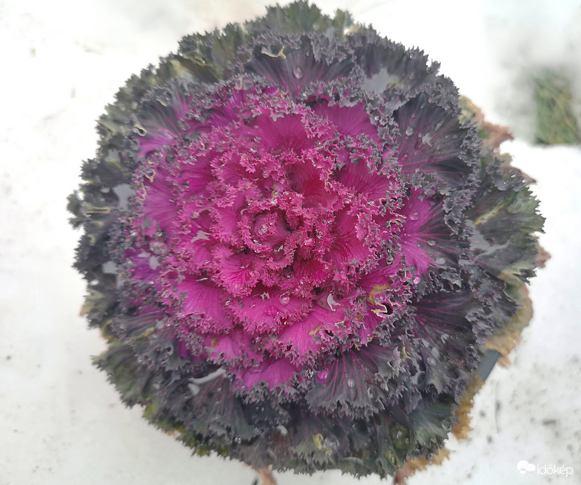 A nagy túlélő:díszkáposzta