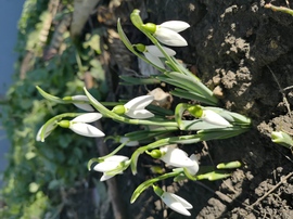 Egy napra tavasz lett