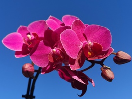 A kék ég háttérben szebben mu