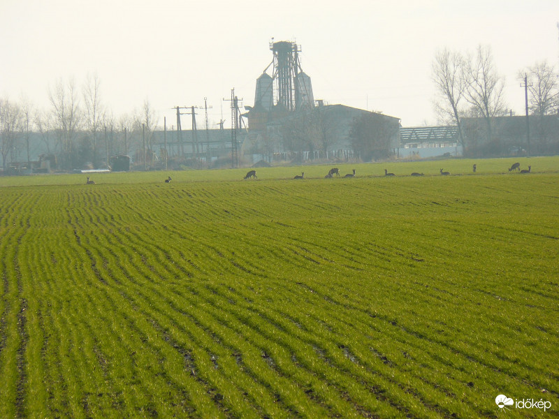 Távolban pihenő,legelő őzek
