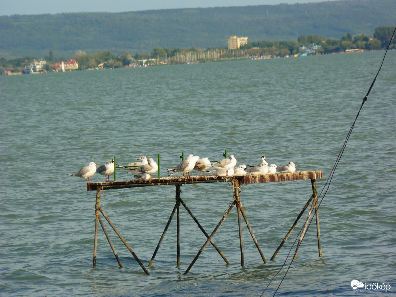 Napozók
