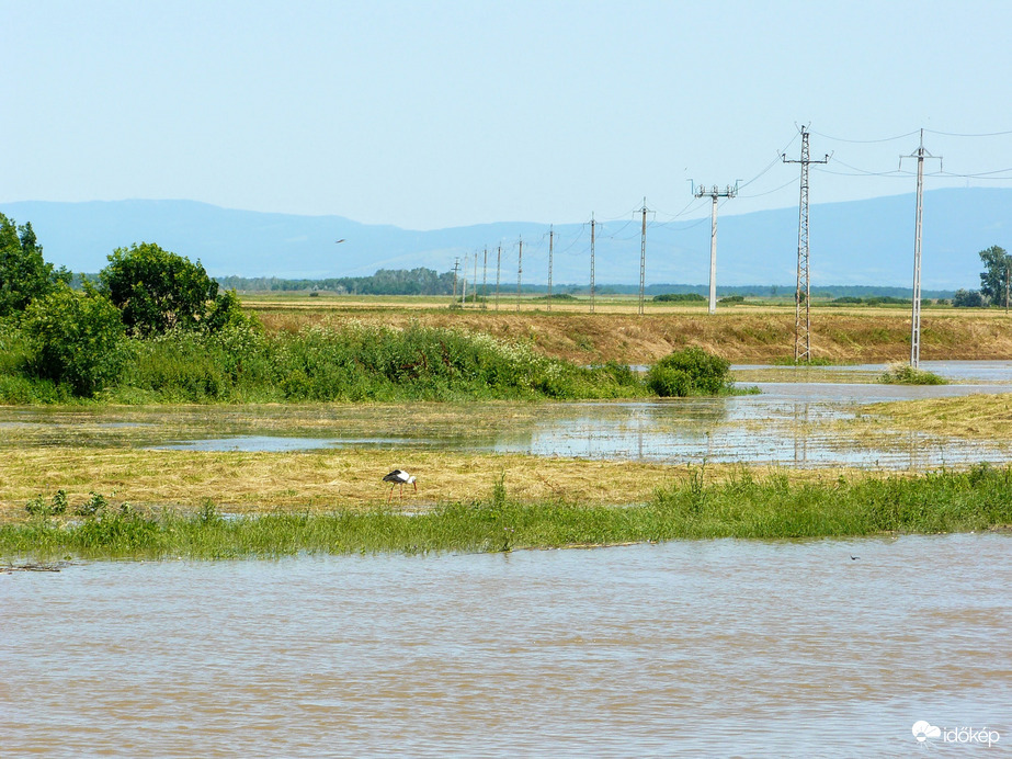 Friss halakat hozott az árvíz