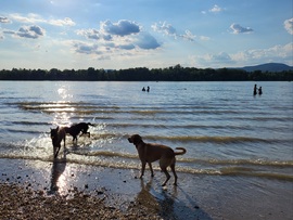 Dunakeszi, kutyás strand 