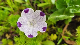 Nemophila maculat
