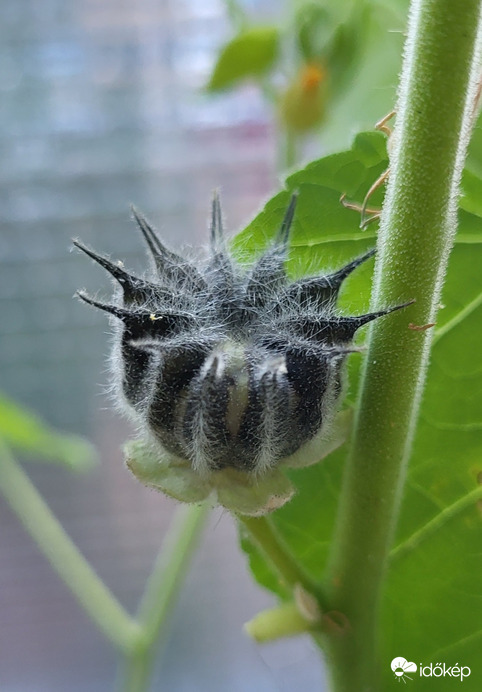 Sárga selyemmályva termése